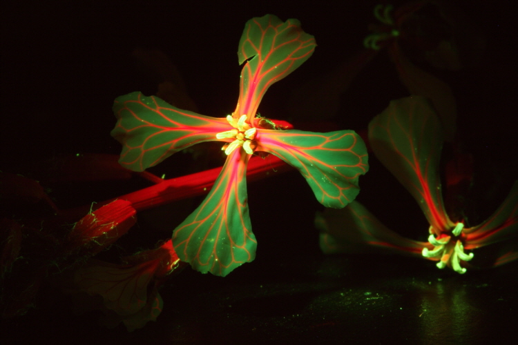 flower-fluorescence-01