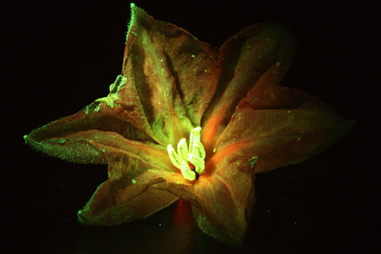 flower-fluorescence-02