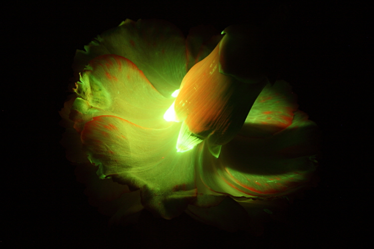 flower-fluorescence-04