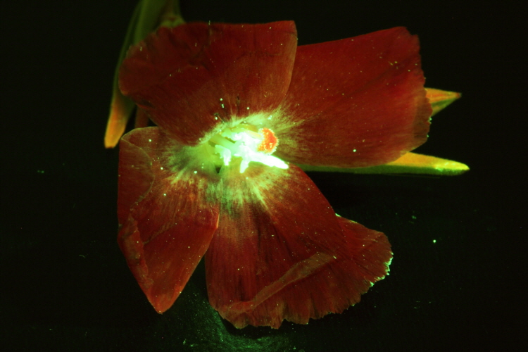 flower-fluorescence-06