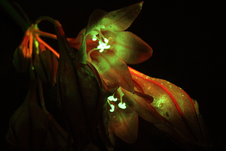 flower-fluorescence-07