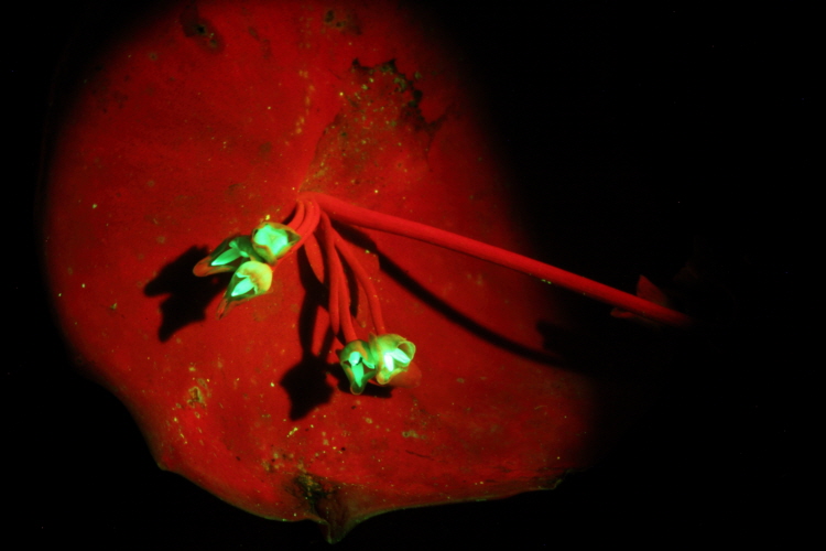 flower-fluorescence-08